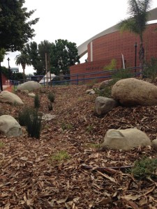 Culver City High School's Sustainable Garden